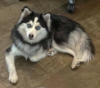 Snowy TX -  Pomeranian and Husky Dog for Adoption in Boonton, New Jersey - Snowy TX | PetCurious