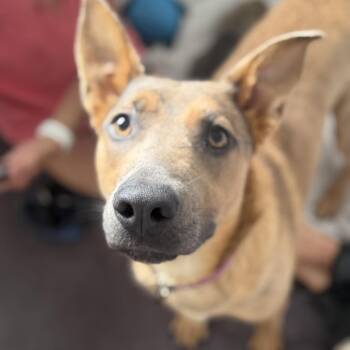 Dream -  Shepherd Dog for Adoption in Chesapeake, Virginia - Dream | PetCurious