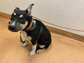 Pit Bull Terrier and Husky Dogs Available for Adoption in Martinez, California - YEYE | PetCurious