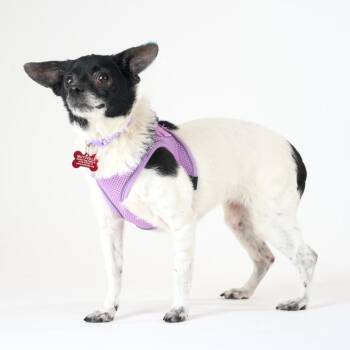 Terrier Dogs Available for Adoption in San Francisco, California - Sierra Madre 14039 | PetCurious