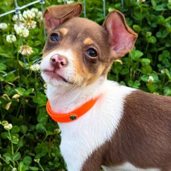 Chihuahua and Chiweenie Dogs Available for Adoption in Tylertown, Mississippi - Atlas | PetCurious