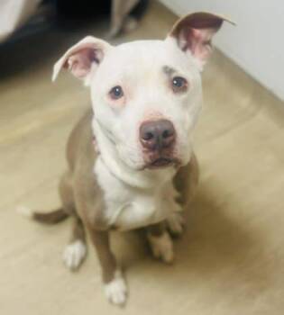 Mixed Breed Dogs Available for Adoption in West Chester, Pennsylvania - Claire | PetCurious
