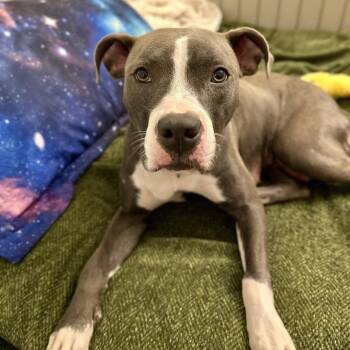 Dove -  Pit Bull Terrier Dog for Adoption - Dove | PetCurious