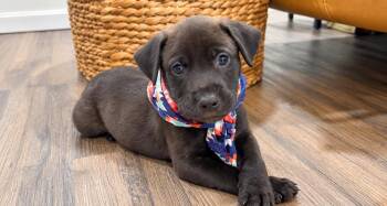Stevie Honey Bear -  Labrador Retriever and German Shepherd Dog Dog for Adoption in Friendswood, Texas - Stevie Honey Bear | PetCurious