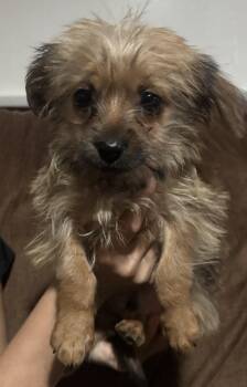 Yorkshire Terrier Dogs Available for Adoption - Peanut | PetCurious