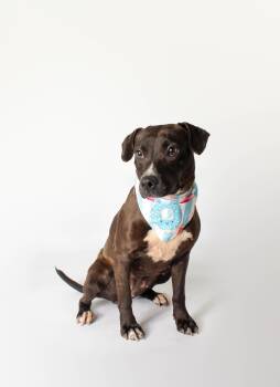 Black Labrador Retriever Dogs Available for Adoption in Plaquemine, Louisiana - Isla | PetCurious