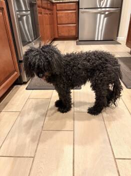 LILY #7 -  Poodle Dog for Adoption in Chandler, Arizona - LILY #7 | PetCurious
