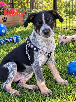 Molly -  Australian Cattle Dog Blue Heeler Dog for Adoption in New Port Richey, Florida - Molly | PetCurious