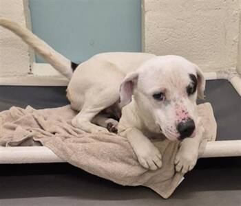 Pit Bull Terrier Dogs Available for Adoption in Hagerstown, Maryland - LARK | PetCurious