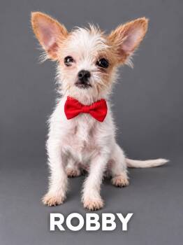 Robby -  Terrier Dog for Adoption in Lucas, Texas - Robby | PetCurious