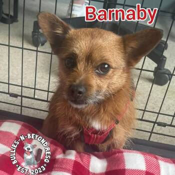 Barnaby -  Chihuahua and Dachshund Dog for Adoption in Omaha, Nebraska - Barnaby | PetCurious