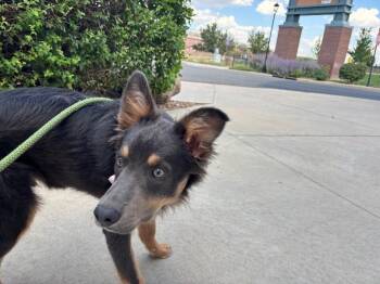 Blue Renly -  Australian Shepherd and Mixed Breed Dog for Adoption in Fort Collins, Colorado - Blue Renly | PetCurious
