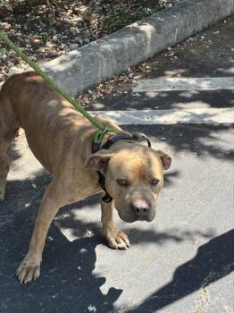 Pit Bull Terrier Dogs Available for Adoption in Doral, Florida - BUTER | PetCurious