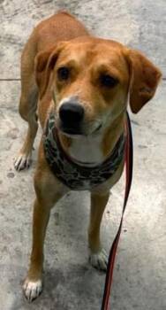 Junie -  Mixed Breed Dog for Adoption in Lampasas, Texas - Junie | PetCurious
