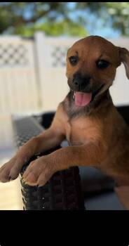 Dachshund and Black Mouth Cur Dogs Available for Adoption in West Palm Beach, Florida - Fenix | PetCurious