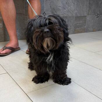 Oso -  Mixed Breed Dog for Adoption in Newark, New Jersey - Oso | PetCurious