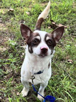 Rescue Chihuahua and Rat Terrier Dogs for Adoption in Cromwell, Kentucky - Meldon | PetCurious