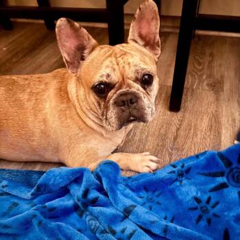 Tiramisu -  French Bulldog Dog for Adoption in Sonoma, California - Tiramisu | PetCurious