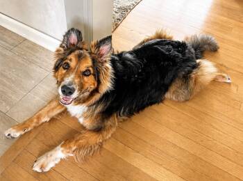 Australian Shepherd Dogs Available for Adoption in Minnetrista, Minnesota - Cayden | PetCurious