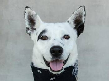 Mack -  Mixed Breed Dog for Adoption in Longmont, Colorado - Mack | PetCurious