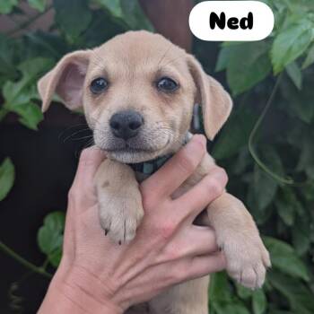 Ned -  Terrier and Poodle Dog for Adoption in San Diego, California - Ned | PetCurious