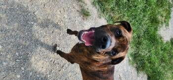 Rescue Mastiff and Great Dane Dogs for Adoption in Berea, Kentucky - Mason | PetCurious