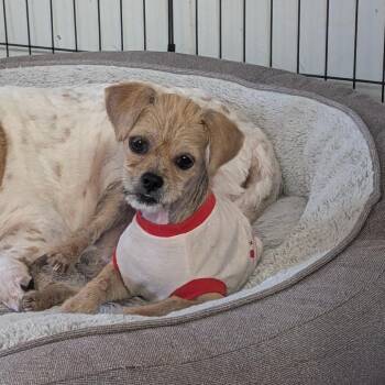 Crustopher Robin -  Mixed Breed Dog for Adoption in Fredericksburg, Virginia - Crustopher Robin | PetCurious