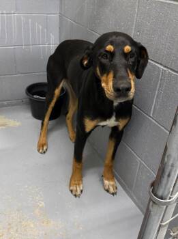 Roadie -  Black And Tan Coonhound and Mixed Breed Dog for Adoption in Kingsland, Georgia - Roadie | PetCurious