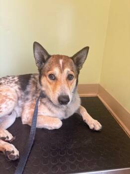 Slim -  Mixed Breed Dog for Adoption in Warren, Pennsylvania - Slim | PetCurious