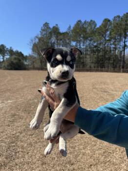 Rescue Husky Dogs for Adoption in Orangeburg, South Carolina - Margaret | PetCurious