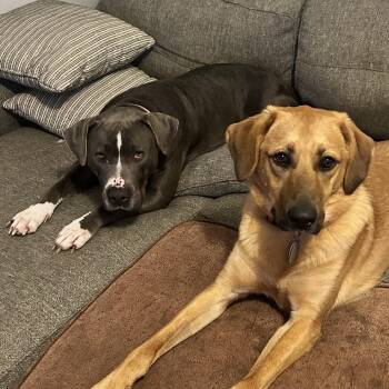 Mixed Breed Dogs Available for Adoption in Raleigh, North Carolina - Sunshine | PetCurious