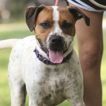 Espresso -  Pit Bull Terrier and Brittany Spaniel Dog for Adoption in Columbia, South Carolina - Espresso | PetCurious