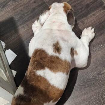 Big Mac -  English Bulldog Dog for Adoption in Allen, Texas - Big Mac | PetCurious