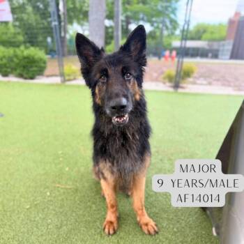 German Shepherd Dog Dogs Available for Adoption - Major | PetCurious