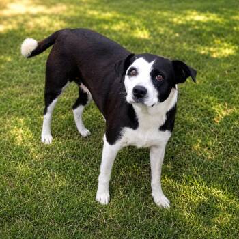 Queen Nefertiti D45764 -  Pit Bull Terrier and Mixed Breed Dog for Adoption in Corsicana, Texas - Queen Nefertiti D45764 | PetCurious