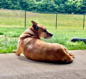 Lindy - w/ CT Foster -  Cattle Dog Dog for Adoption in Princeton, Massachusetts - Lindy - W/ CT Foster | PetCurious