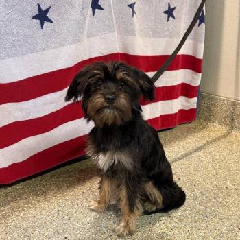 Mamas -  Yorkshire Terrier Dog for Adoption in San Gabriel, California - Mamas | PetCurious