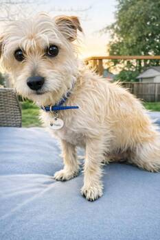 Maltese and Shih Tzu Dogs Available for Adoption - Toto | PetCurious