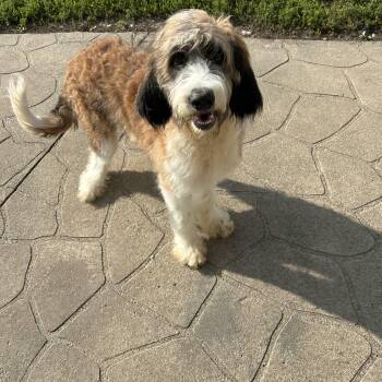 Bernadett -  Saint Bernard and Standard Poodle Dog for Adoption in Antwerp, Ohio - Bernadett | PetCurious