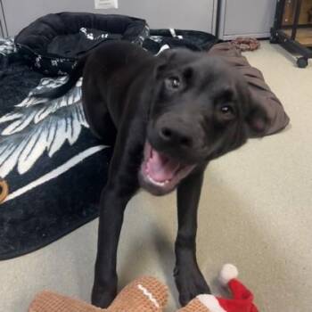 Bobbi -  Mixed Breed Dog for Adoption in Merriam, Kansas - Bobbi | PetCurious