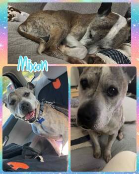 Rescue Mixed Breed Dogs for Adoption in Lancaster, New York - Mixon | PetCurious