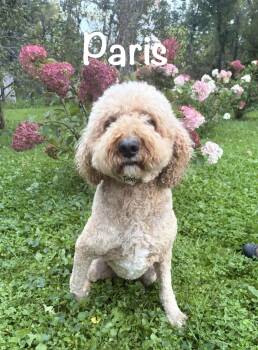 Paris - MIA -  Goldendoodle Dog for Adoption in Albert Lea, Minnesota - Paris - MIA | PetCurious