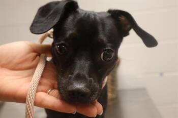 FIFI -  Mixed Breed Dog for Adoption in Columbia, South Carolina - FIFI | PetCurious
