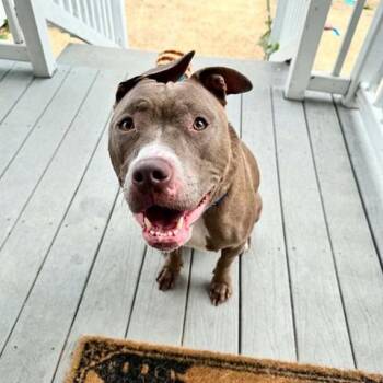 Xena -  Pit Bull Terrier Dog for Adoption in Brentwood, Missouri - Xena | PetCurious