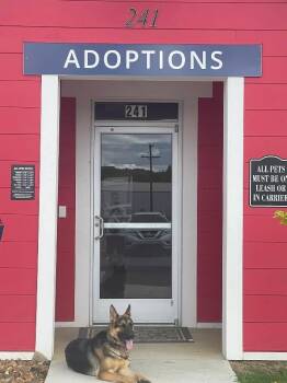 Otto -  German Shepherd Dog Dog for Adoption in Jackson, Tennessee - Otto | PetCurious