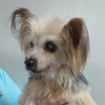 Mixed Breed Dogs Available for Adoption - Donna | PetCurious