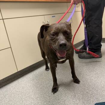Lt Danielle -  Pit Bull Terrier Dog for Adoption in Batavia, Ohio - Lt Danielle | PetCurious