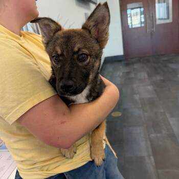 Shepherd Dogs Available for Adoption - 26-127 Sudoku | PetCurious