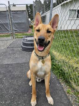 Rescue Shepherd Dogs for Adoption in Crescent City, California - Thor | PetCurious