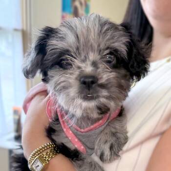 Poodle and Australian Shepherd Dogs Available for Adoption in Goleta, California - Sweet Pea | PetCurious